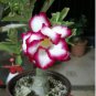 'Ge Woo' Taiwan Adenium Desert Rose 2 PCS Seeds