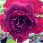 'Ge Woo' Taiwan Adenium Desert Rose 2 PCS Seeds
