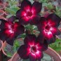 'Ge Woo' Taiwan Adenium Desert Rose 2 PCS Seeds