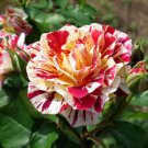 'George Burns' Striped Roses, ROSE BUSH YELLOW WITH BURGUNDY STRIPED 200 PCS Seeds