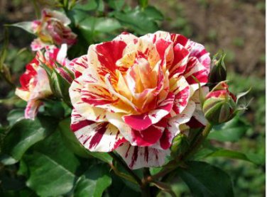 'George Burns' Striped Roses, ROSE BUSH YELLOW WITH BURGUNDY STRIPED 200 PCS Seeds