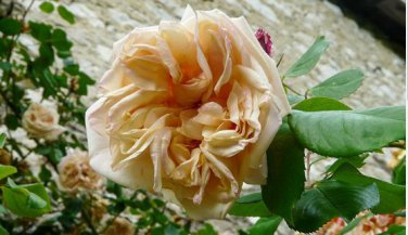 'Gloire de Dijon' Subtle Fragranced Climbing Rose 50 PCS Seeds