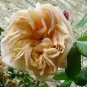 'Gloire de Dijon' Subtle Fragranced Climbing Rose 50 PCS Seeds