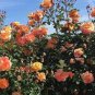'Gloire de Dijon' Subtle Fragranced Climbing Rose 50 PCS Seeds