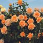 'Gloire de Dijon' Subtle Fragranced Climbing Rose 50 PCS Seeds