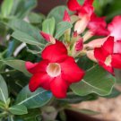 'Golden Carrot' Gold Red Adenium Obesum Desert Rose 2 PCS Seeds