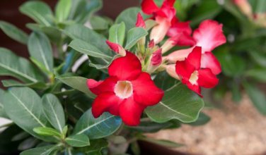'Golden Carrot' Gold Red Adenium Obesum Desert Rose 2 PCS Seeds