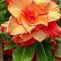'Golden Carrot' Gold Red Adenium Obesum Desert Rose 2 PCS Seeds