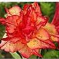 'Golden Carrot' Gold Red Adenium Obesum Desert Rose 2 PCS Seeds