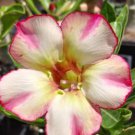 'Golden Satisfaction' Adenium Desert Rose 2 PCS Seeds