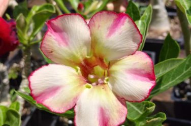 'Golden Satisfaction' Adenium Desert Rose 2 PCS Seeds