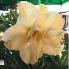 'Golden Years' Double Desert Rose Adenium 2 PCS Seeds