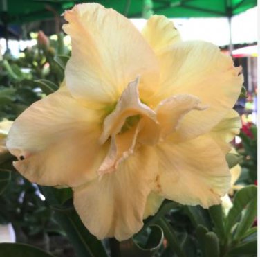 'Golden Years' Double Desert Rose Adenium 2 PCS Seeds