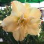 'Golden Years' Double Desert Rose Adenium 2 PCS Seeds
