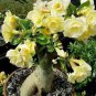 'Golden Years' Double Desert Rose Adenium 2 PCS Seeds