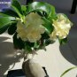 'Golden Years' Double Desert Rose Adenium 2 PCS Seeds