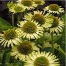 'Green Jewel' Echinacea Coneflower 100 PCS Seeds