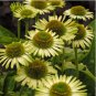 'Green Jewel' Echinacea Coneflower 100 PCS Seeds