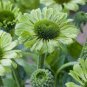 'Green Jewel' Echinacea Coneflower 100 PCS Seeds