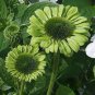 'Green Jewel' Echinacea Coneflower 100 PCS Seeds