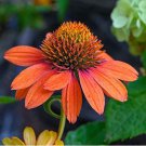 'Green Jewel' Echinacea Lovely Pale Yellow Coneflowers 100 PCS Seeds 'Green Jewel' Echinacea Lovely Pale Yellow Coneflowers 100 PCS Seeds
