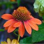 'Green Jewel' Echinacea Lovely Pale Yellow Coneflowers 100 PCS Seeds