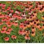 'Green Jewel' Echinacea Lovely Pale Yellow Coneflowers 100 PCS Seeds