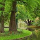 'Grove' Dawn Redwood Bonsai Tree F1 50 PCS Seeds 'Grove' Dawn Redwood Bonsai Tree F1 50 PCS Seeds