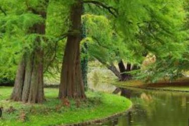 'Grove' Dawn Redwood Bonsai Tree F1 50 PCS Seeds