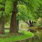 'Grove' Dawn Redwood Bonsai Tree F1 50 PCS Seeds