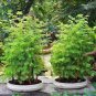 'Grove' Dawn Redwood Bonsai Tree F1 50 PCS Seeds