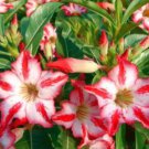 'Harry Potter' Adenium Obesum Heirloom Desert Rose 2 PCS Seeds 'Harry Potter' Adenium Obesum Heirloom Desert Rose 2 PCS Seeds