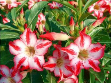 'Harry Potter' Adenium Obesum Heirloom Desert Rose 2 PCS Seeds