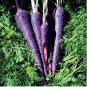 'Haze' Purple Carrot Vegetable 100 PCS Seeds