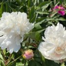 'Hei Bai Pei' White Peony Flowers with Dark Brown Spot Heart Plant 5 PCS Seeds