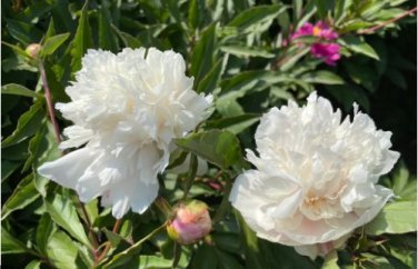 'Hei Bai Pei' White Peony Flowers with Dark Brown Spot Heart Plant 5 PCS Seeds