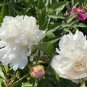 'Hei Bai Pei' White Peony Flowers with Dark Brown Spot Heart Plant 5 PCS Seeds