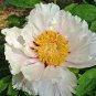 'Hei Bai Pei' White Peony Flowers with Dark Brown Spot Heart Plant 5 PCS Seeds