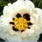 'Hei Bai Pei' White Peony Flowers with Dark Brown Spot Heart Plant 5 PCS Seeds