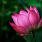 'Helena Rubinstein' Red Lotus Flower Water Lily Flower Aquatic Plants 1 PCS Seeds