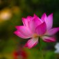 'Helena Rubinstein' Red Lotus Flower Water Lily Flower Aquatic Plants 1 PCS Seeds