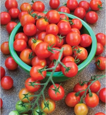 Honglian' Small Big Mixed Dark Red Tomato Hybrid F1 Tomato 100 PCS Seeds