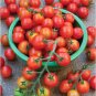 Honglian' Small Big Mixed Dark Red Tomato Hybrid F1 Tomato 100 PCS Seeds
