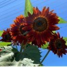 'Hongyun' Dark Red Sunflower 15 PCS Seeds