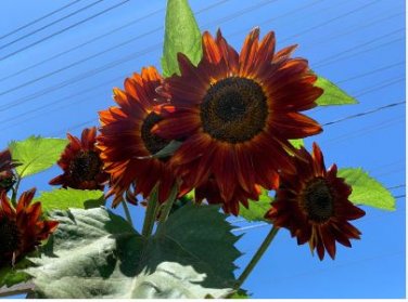 'Hongyun' Dark Red Sunflower 15 PCS Seeds