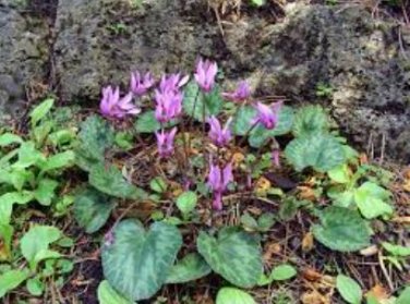 'Houniao' Purple Cyclamen 5 PCS Seeds