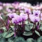 'Houniao' Purple Cyclamen 5 PCS Seeds