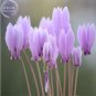 'Houniao' Purple Cyclamen 5 PCS Seeds