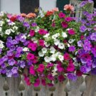 'Huakai Darong' Mixed Bonsai Petunia Hybrid 200 PCS Seeds