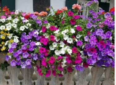 'Huakai Darong' Mixed Bonsai Petunia Hybrid 200 PCS Seeds